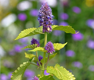 sorbet agastache